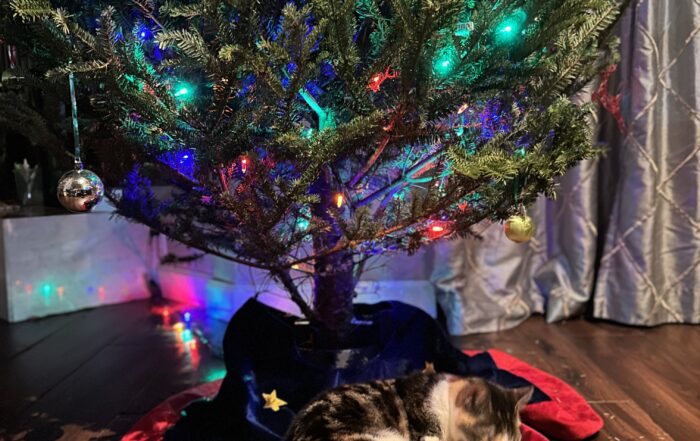 cat sleeping under a Christmas tree