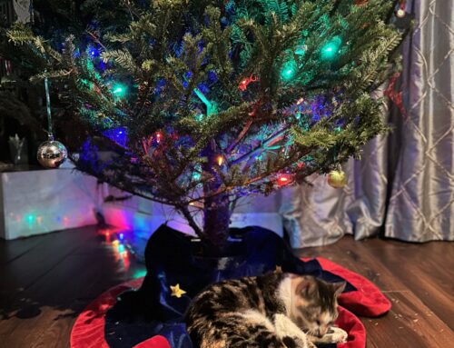 Feel Better this Holiday Season