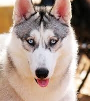 Alaskan husky goal setting coach new years resolutions