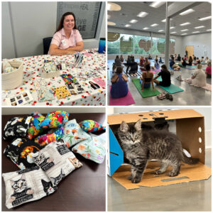 Dr Liz Hypnosis and Kitten Yoga
