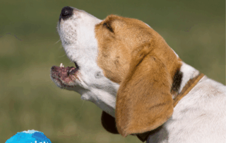 HM339 Dementia Dog