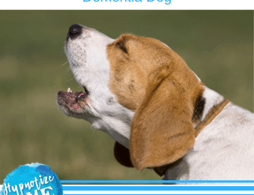 HM339 Dementia Dog