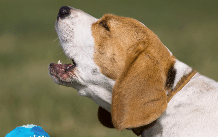 HM339 Dementia Dog