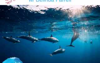 HM341 Best Of Swimming with Dolphins with Belina Farrell