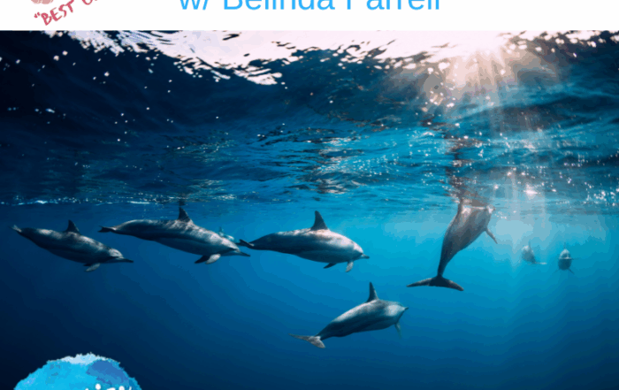 HM341 Best Of Swimming with Dolphins with Belina Farrell